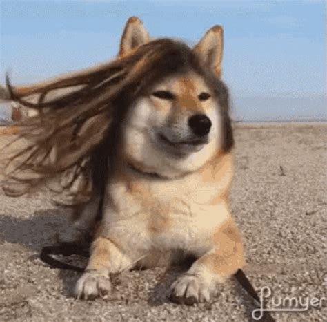 dog gif